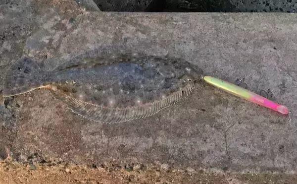 「田原サーフでのルアー釣りで本命ヒラメと対面成功【愛知】シンキングペンシルにヒット」の画像