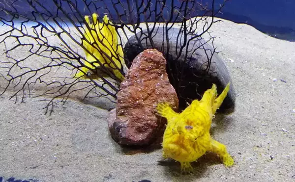 カエルアンコウから釣竿とルアーを動かす神経細胞が発見　『釣り運動ニューロン』とは？