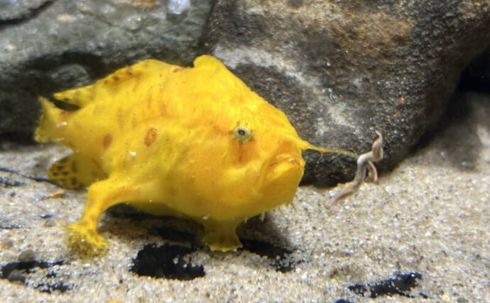 カエルアンコウから釣竿とルアーを動かす神経細胞が発見　『釣り運動ニューロン』とは？