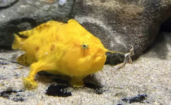 「カエルアンコウから釣竿とルアーを動かす神経細胞が発見　『釣り運動ニューロン』とは？」の画像