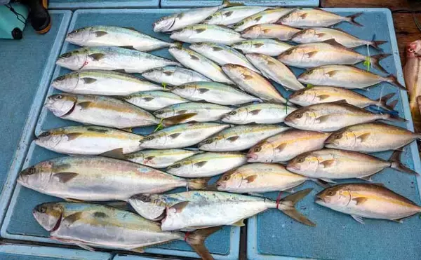 「【沖釣り釣果速報】玄界灘の落とし込み釣りでヒラマサ110cm浮上！船中で青物50尾超えも（福岡）」の画像