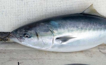 出雲沖ブリジギングで96cm12.6kg寒ブリ含む6本キャッチ【島根】GetTwoがアタリジグ