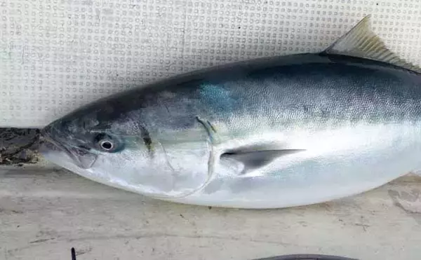 出雲沖ブリジギングで96cm12.6kg寒ブリ含む6本キャッチ【島根】GetTwoがアタリジグ