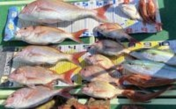 タイラバで本命マダイにハマチにホウボウなど多彩にヒット！【沖のルアー釣果速報・三重】