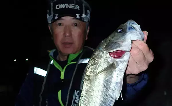 夜のスズキ釣り好シーズン到来【熊本】電気ウキ仕掛けでフッコ級含み複数安打達成