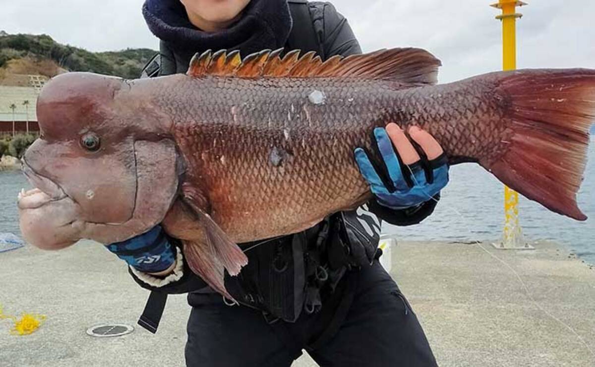 冬の堤防 タンコブゲーム で80cm8 6kgモンスターコブダイ参上 22年2月日 エキサイトニュース