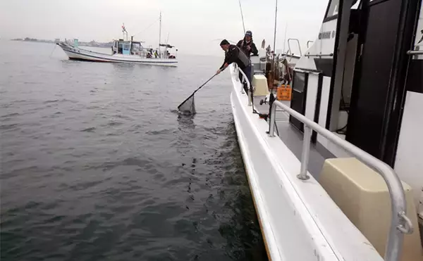 「タイラバ釣行で小型主体もマダイ5尾【愛知県】スピニングタックルのちょい投げも有効」の画像