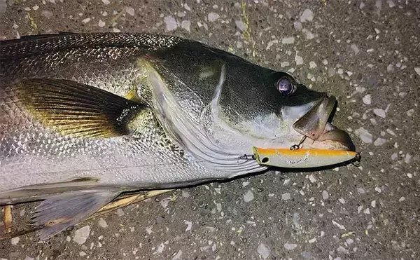 「住宅地の小河川で60cm級シーバスが4連発！【千葉】2時間のルアー釣行でキャッチ」の画像