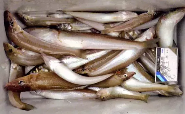 「投げ釣りで26cm頭にシロギス70尾超え【長崎】ゲストにマダイやマゴチも顔見せ」の画像