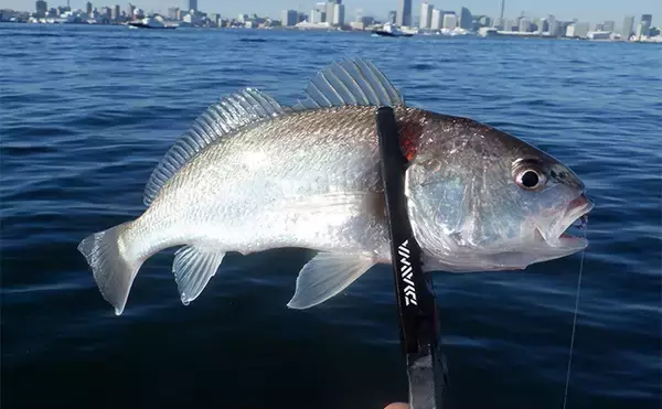 「「東京湾バチコンアジングが面白い！」25cm級アジの入れ食いを堪能【渡辺釣船店】」の画像