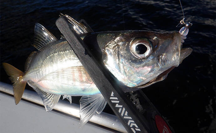 「東京湾バチコンアジングが面白い！」25cm級アジの入れ食いを堪能【渡辺釣船店】