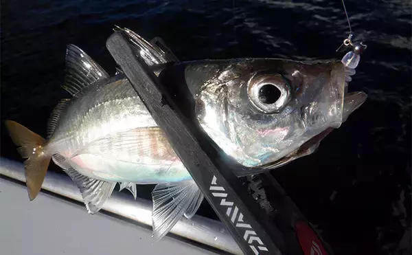 「「東京湾バチコンアジングが面白い！」25cm級アジの入れ食いを堪能【渡辺釣船店】」の画像