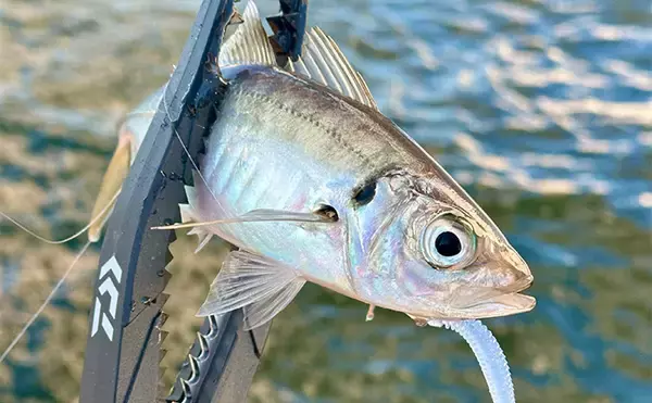 「「東京湾バチコンアジングが面白い！」25cm級アジの入れ食いを堪能【渡辺釣船店】」の画像