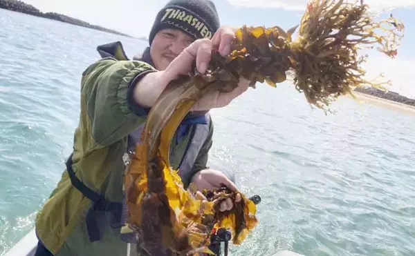 船での「ワカメ狩り」体験が面白い＆美味しい！　箕田消波ブロック帯で旬のワカメをGET