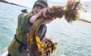 船での「ワカメ狩り」体験が面白い＆美味しい！　箕田消波ブロック帯で旬のワカメをGET