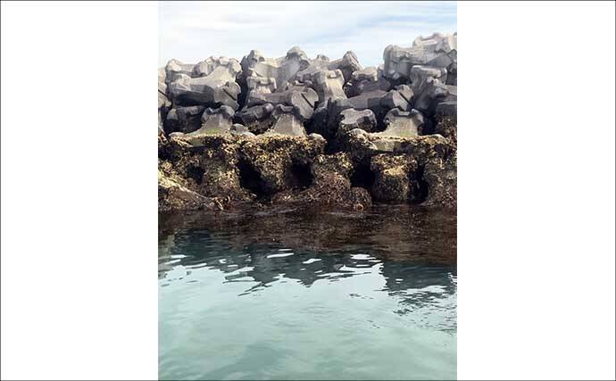 船での「ワカメ狩り」体験が面白い＆美味しい！　箕田消波ブロック帯で旬のワカメをGET