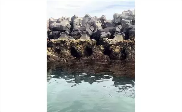 「船での「ワカメ狩り」体験が面白い＆美味しい！　箕田消波ブロック帯で旬のワカメをGET」の画像