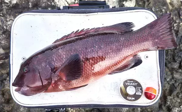 伊戸の地磯でのフカセ釣りで50cm級カンダイをキャッチ！【南房・千葉】