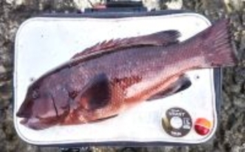 伊戸の地磯でのフカセ釣りで50cm級カンダイをキャッチ！【南房・千葉】