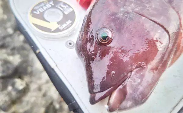 「伊戸の地磯でのフカセ釣りで50cm級カンダイをキャッチ！【南房・千葉】」の画像