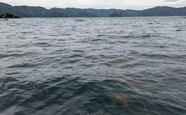 「若狭湾で春イカシーズン開幕！ 日中のエギング釣行で2kg級アオリイカ浮上【福井】」の画像