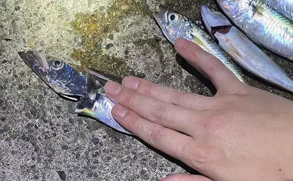 大阪湾のタチウオはどこから始まる？　泉南は開幕間近も「湾奥は5年間の空白」