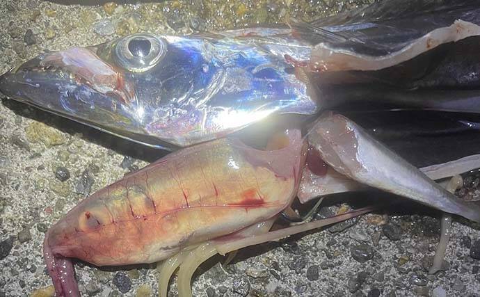 大阪湾のタチウオはどこから始まる？　泉南は開幕間近も「湾奥は5年間の空白」
