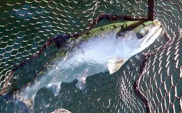 「芦ノ湖のボートフライフィッシング　解禁から3月中旬までの釣況を紹介」の画像