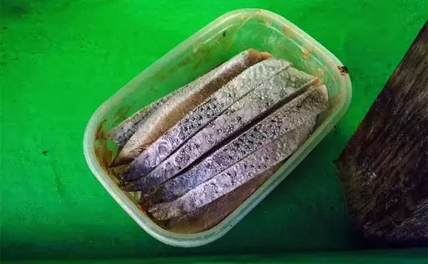 「「型も数もバッチリ！」東京湾天秤タチウオ釣りでF4級25本キャッチ【神奈川・又エム丸】」の画像