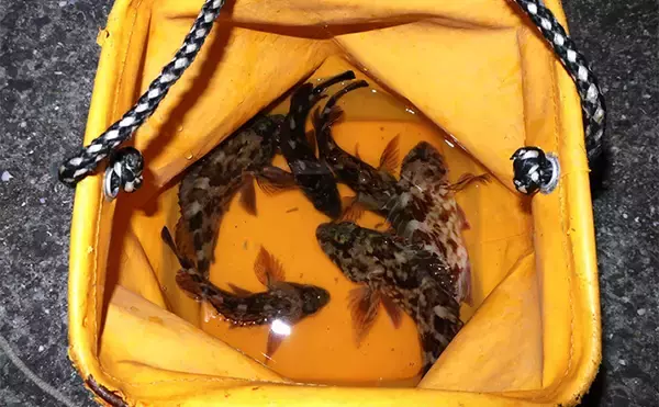 「厳寒期のルアー釣りでカサゴが連発！チューブワームのダートアクションに好反応【岡山】」の画像