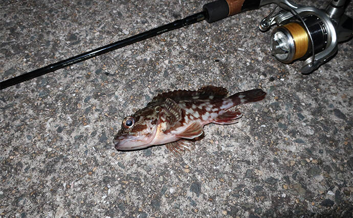 厳寒期のルアー釣りでカサゴが連発！チューブワームのダートアクションに好反応【岡山】