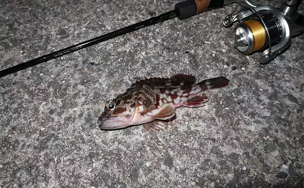 「厳寒期のルアー釣りでカサゴが連発！チューブワームのダートアクションに好反応【岡山】」の画像