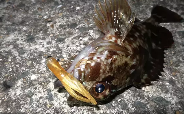 「厳寒期のルアー釣りでカサゴが連発！チューブワームのダートアクションに好反応【岡山】」の画像