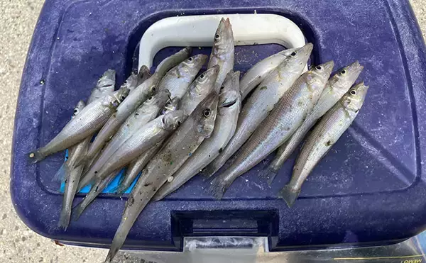 「東海エリア投げ釣りレポート：白塚漁港のちょい投げでシロギス1時間で20匹【三重】」の画像