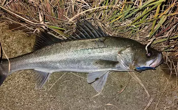 「都市河川での釣りを愛するアングラーが考察　年々酷くなる河川の汚れに危機感を持とう」の画像
