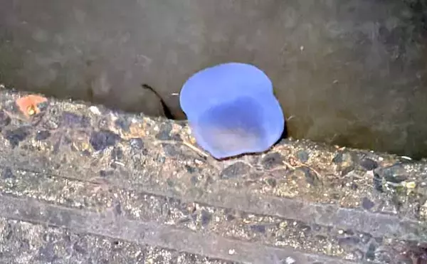 「都市河川での釣りを愛するアングラーが考察　年々酷くなる河川の汚れに危機感を持とう」の画像
