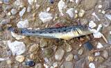 「都市河川での釣りを愛するアングラーが考察　年々酷くなる河川の汚れに危機感を持とう」の画像7