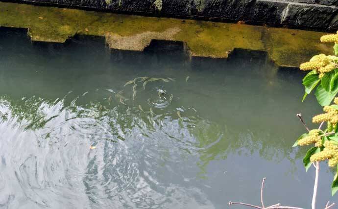 都市河川での釣りを愛するアングラーが考察　年々酷くなる河川の汚れに危機感を持とう