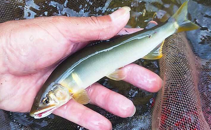 22年 おすすめアユ友釣り場 山形 小国川 味 香り 容姿全て良し 22年6月10日 エキサイトニュース 22年 おすすめアユ友釣り場 山形 小国川 味 香り 容姿全て良し 22年6月10日 エキサイトニュース