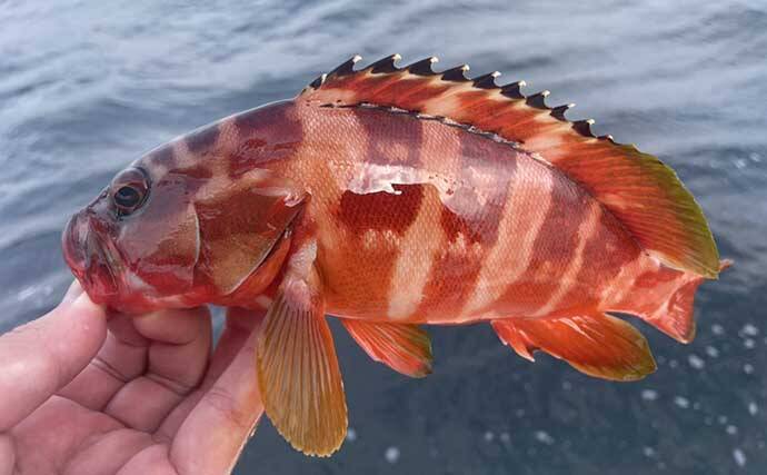 根魚釣り愛好家が胸を張ってオススメする【アカハタレシピ3選】