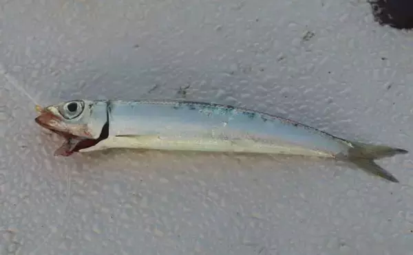 「東海・北陸地方のタテ釣り（落とし込み）入門 【エリア・シーズン・釣れる魚・タックル・釣り方を解説】」の画像