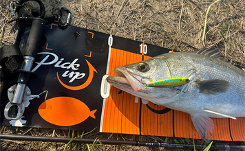 「雨が降った後はシーバスゲームの大チャンス！」 濁りと流れが攻略の決め手