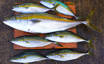 明石沖の秋の好ターゲット3選【青物・フラットフィッシュ・小物類】 自身で釣れば美味しさも格別