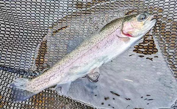 「平谷湖フィッシングスポットのエリアトラウトでニジマス19匹手中【長野】クランクのデッドスローが鍵に」の画像