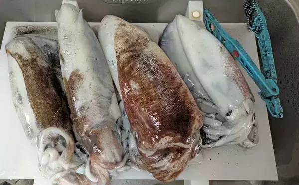 「ティップランで1.4kg頭にアオリイカ船中9匹キャッチ【三重】ヒットカラー見極めが釣果に繋がる」の画像