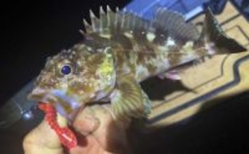 雪中ボートロックゲームでカサゴと対面【三重】シャッドテールワームにヒット