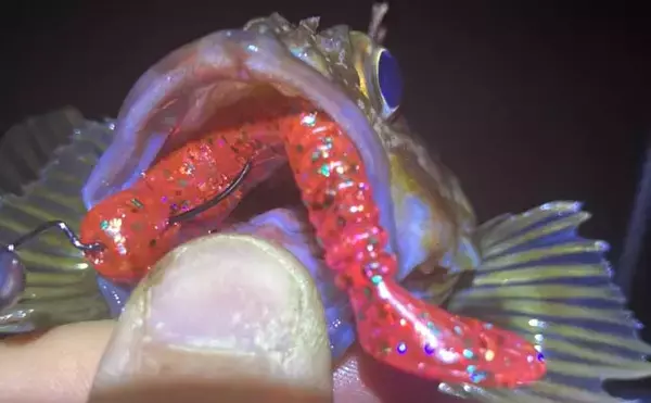 「雪中ボートロックゲームでカサゴと対面【三重】シャッドテールワームにヒット」の画像