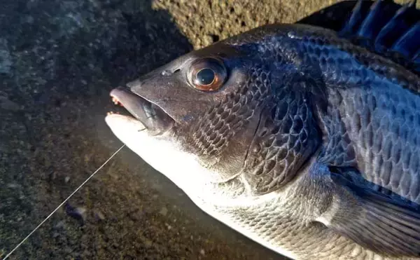 磯フカセ釣りで35cm頭にクロダイ10尾手中【千葉・富浦】好潮流とエサ取りの少なさが追い風