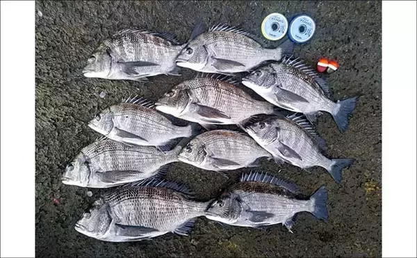 「磯フカセ釣りで35cm頭にクロダイ10尾手中【千葉・富浦】好潮流とエサ取りの少なさが追い風」の画像