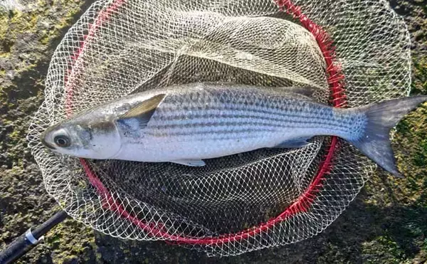 「磯フカセ釣りで35cm頭にクロダイ10尾手中【千葉・富浦】好潮流とエサ取りの少なさが追い風」の画像